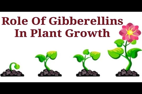 Gibberellin Powder Gibberellin Powder